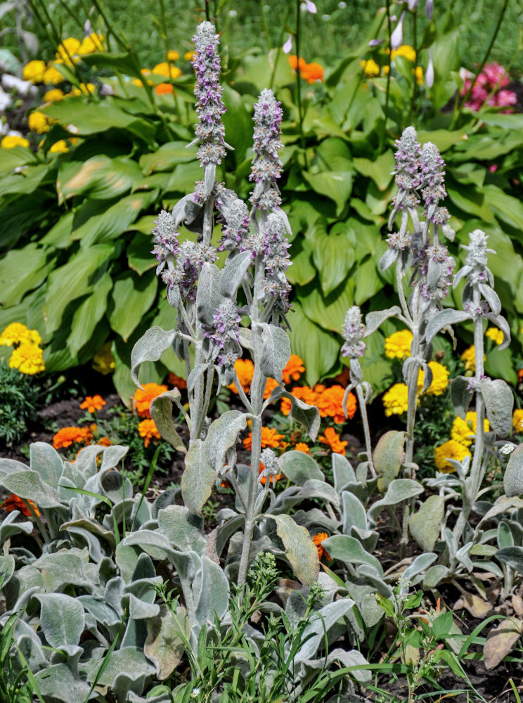 Image of Stachys byzantina specimen.