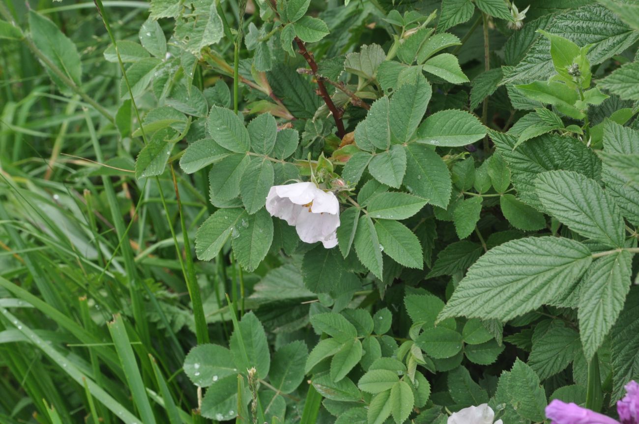Изображение особи род Rosa.