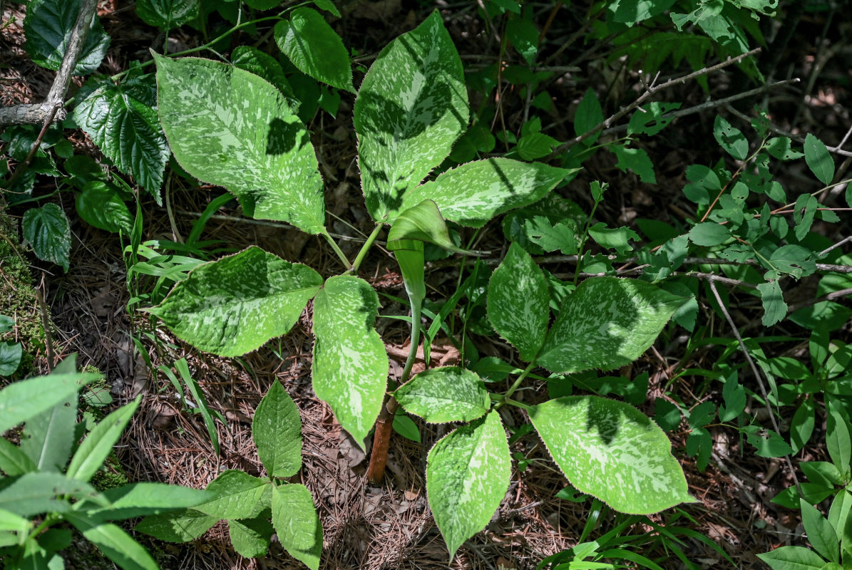 Изображение особи Arisaema bockii.