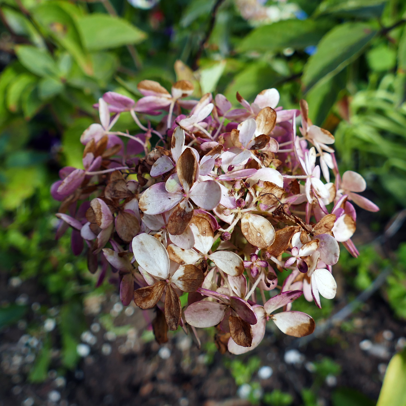 Image of Hydrangea paniculata specimen.