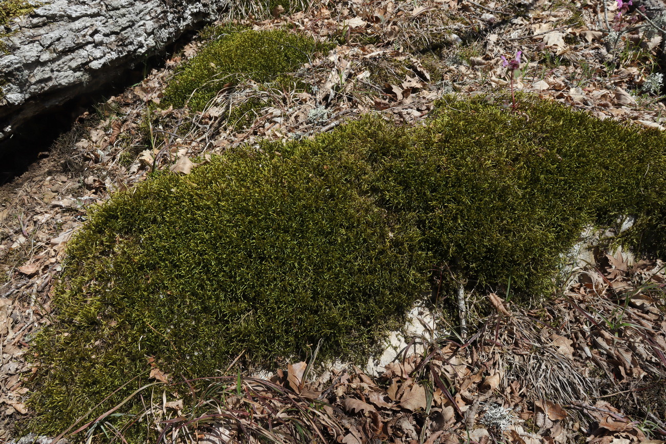 Image of Antitrichia curtipendula specimen.