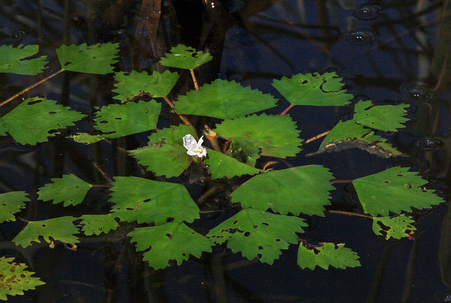 Image of genus Trapa specimen.