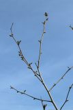 Platanus occidentalis. Верхушка растения с проснувшимися почками. Санкт-Петербург, Кировский р-н, двор жилого дома, декоративное озеленение. 19.05.2026.