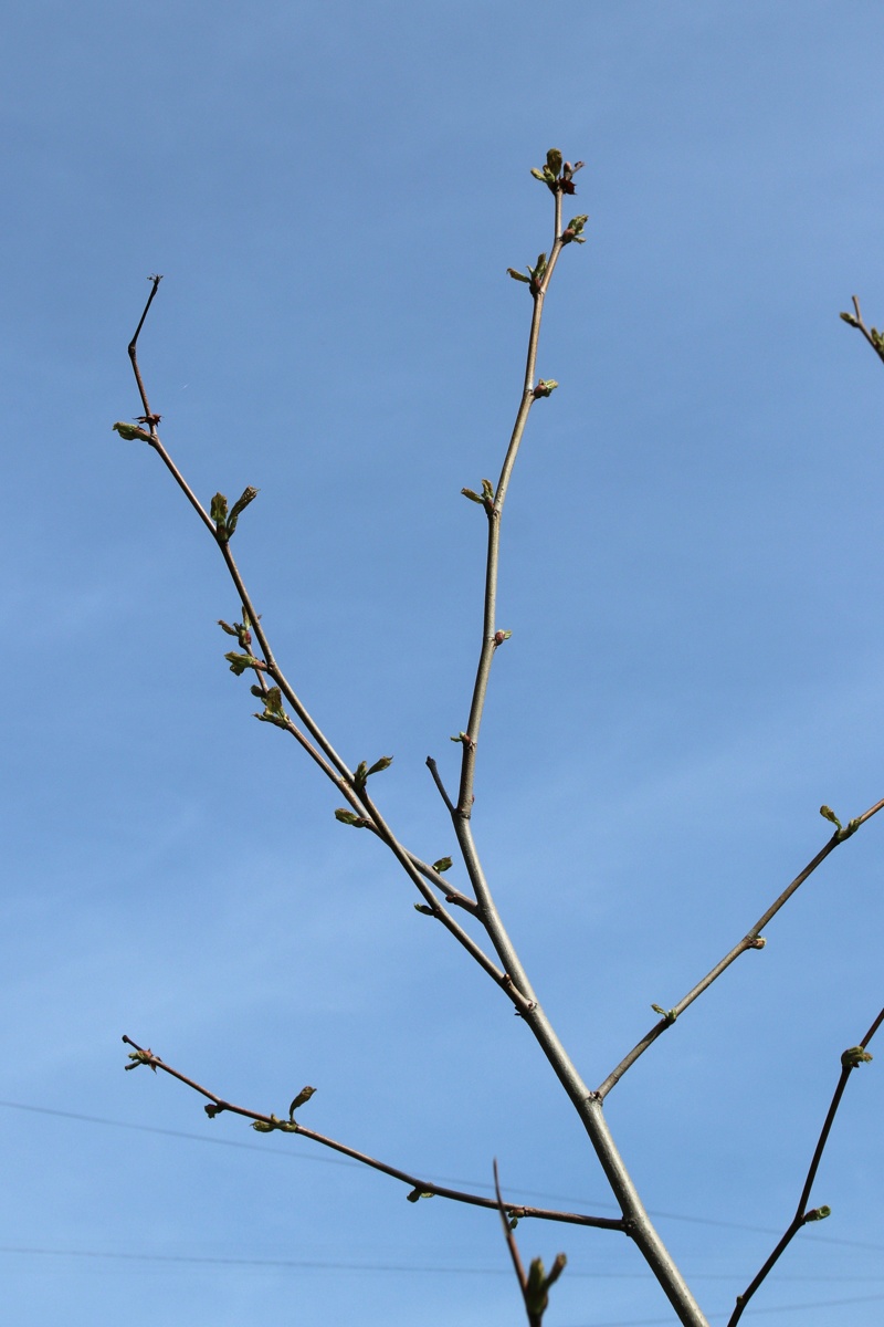 Изображение особи Platanus occidentalis.