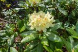 Rhododendron aureum. Верхушка цветущего побега под кроной Betula lanata. Приморский край, Чугуевский р-н, гора Голец, 1600 м н.у.м., курумник. 12.06.2026.