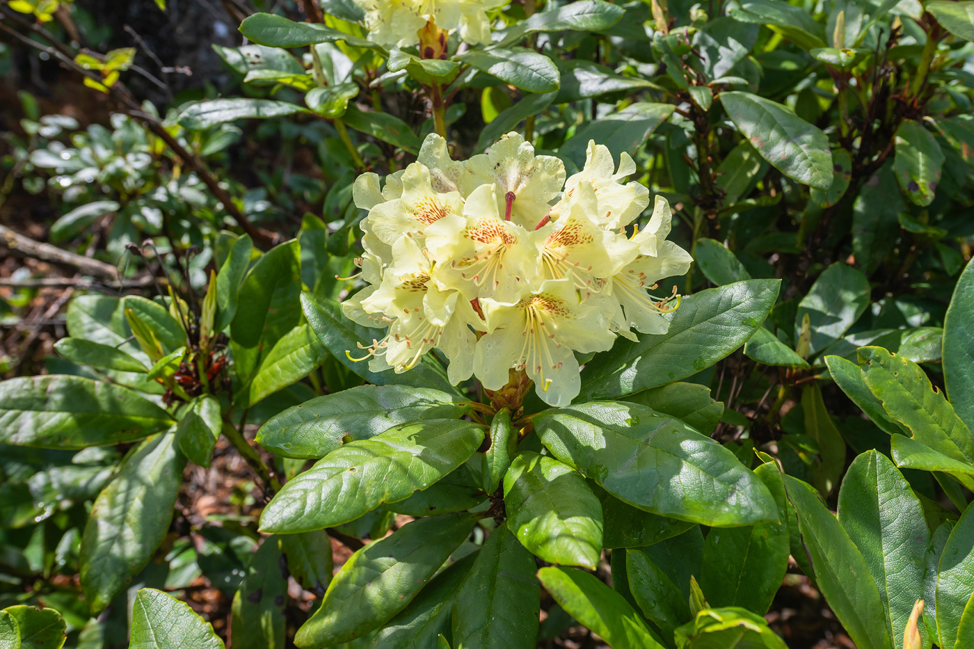 Изображение особи Rhododendron aureum.