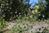 Astragalus ponticus. Цветущий побег среди цветущей Psoralea bituminosa. Крым, Севастополь, ур. Ласпи, старая Батилиманская дорога. 26.06.2026.