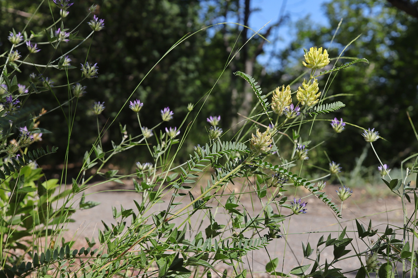 Image of Astragalus ponticus specimen.
