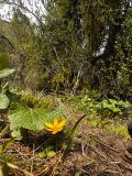 Tulipa neustruevae