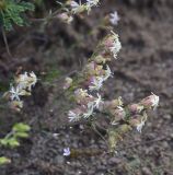 unknown species. Цветки. Грузия, край Самцхе-Джавахети, Ахалцихский муниципалитет, левый борт р. Цинубанисцкали, окр. горячего источника Цинубани, на склоне. 9 июня 2026 г.