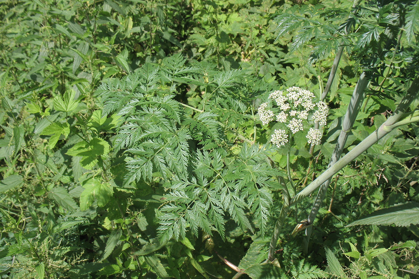 Image of Conioselinum tataricum specimen.