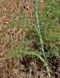 Foeniculum vulgare. Нижняя часть побега. Португалия, округ Бежа, дол. р. Рибейра-ду-Торгал, опушка лиственного леса. 04.06.2026.