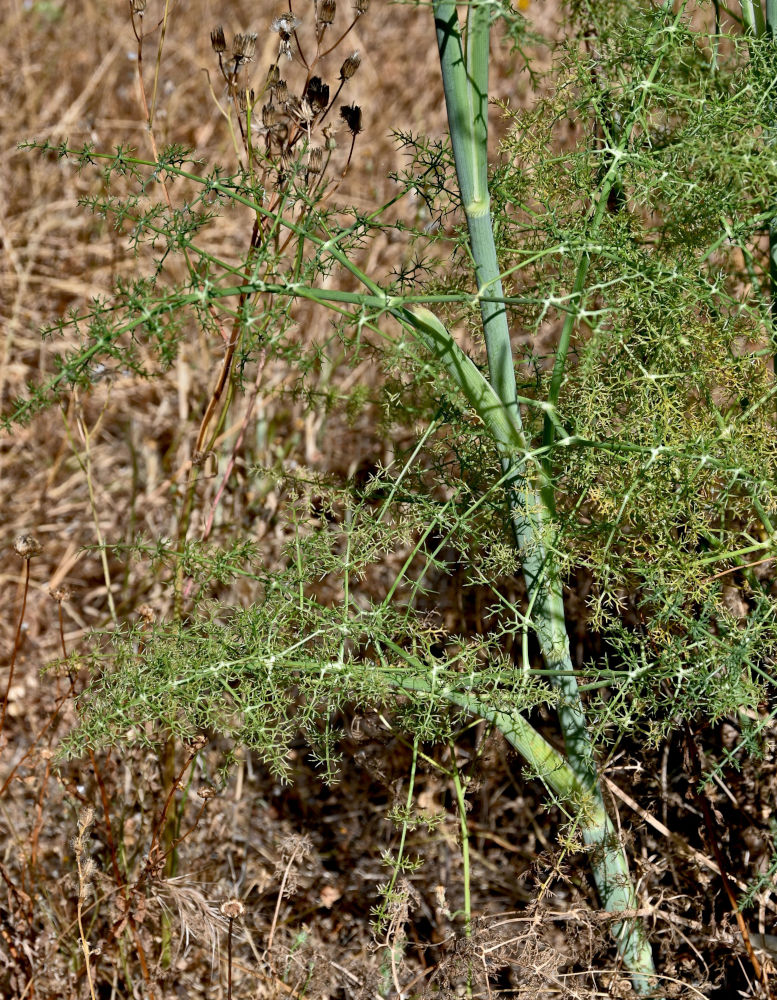 Изображение особи Foeniculum vulgare.