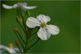 Raphanus raphanistroides. Цветок. Московская обл., Раменский р-н, окр. дер. Хрипань, садовый участок. 05.08.2026.