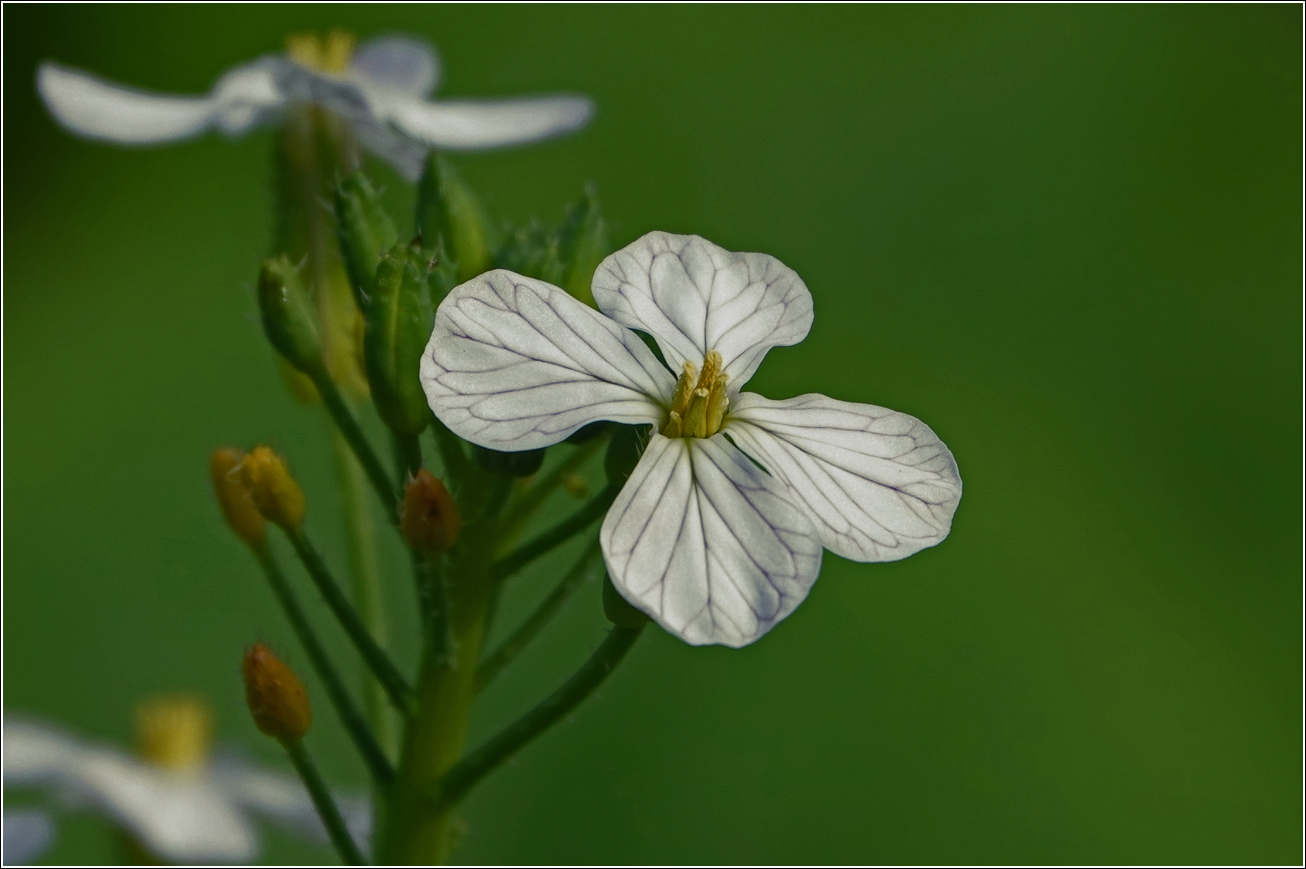 Изображение особи Raphanus raphanistroides.