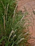 genus Melica. Верхушки цветущих растений. Китай, пров. Ганьсу, хр. Циляньшань, дол. Матисы, ≈ 2600 м н.у.м., у подножия скалы. 05.06.2025.
