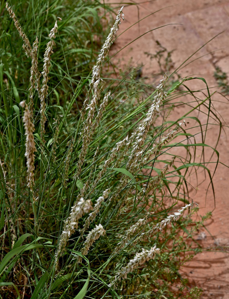 Image of Melica tangutorum specimen.