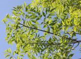 genus Fraxinus. Ветвь. Израиль, г. Кармиэль, городской парк. 13.02.2011.