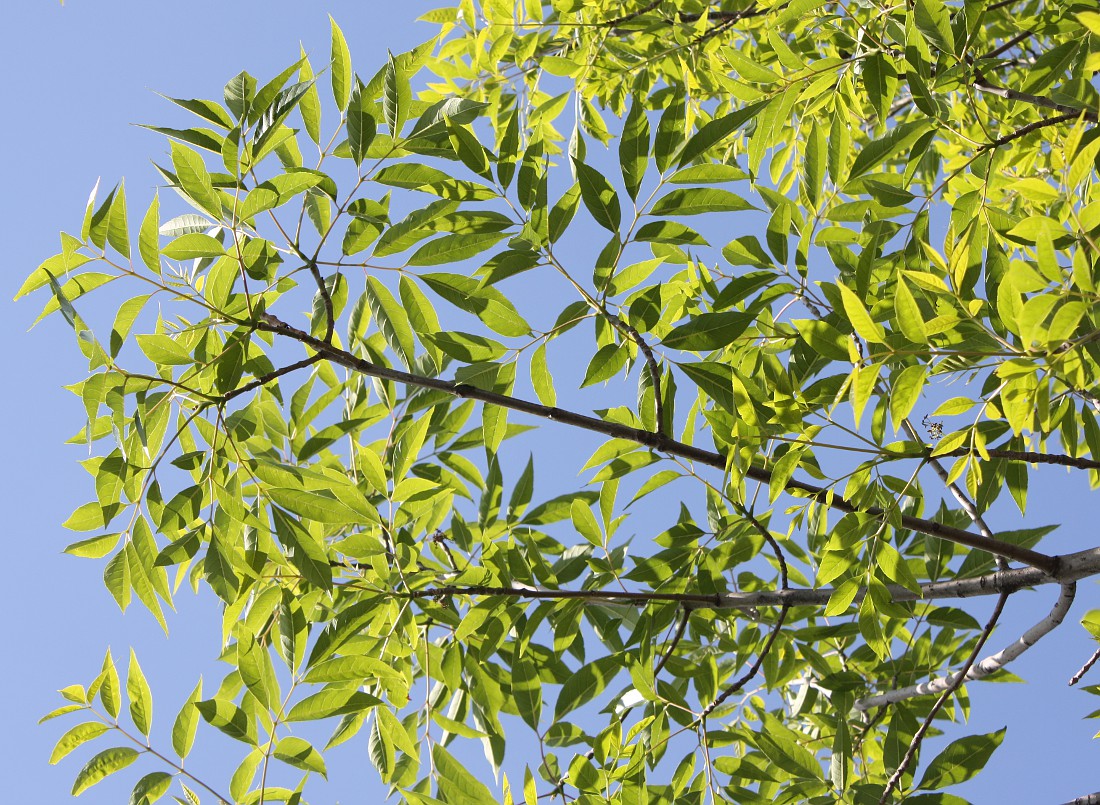 Изображение особи род Fraxinus.