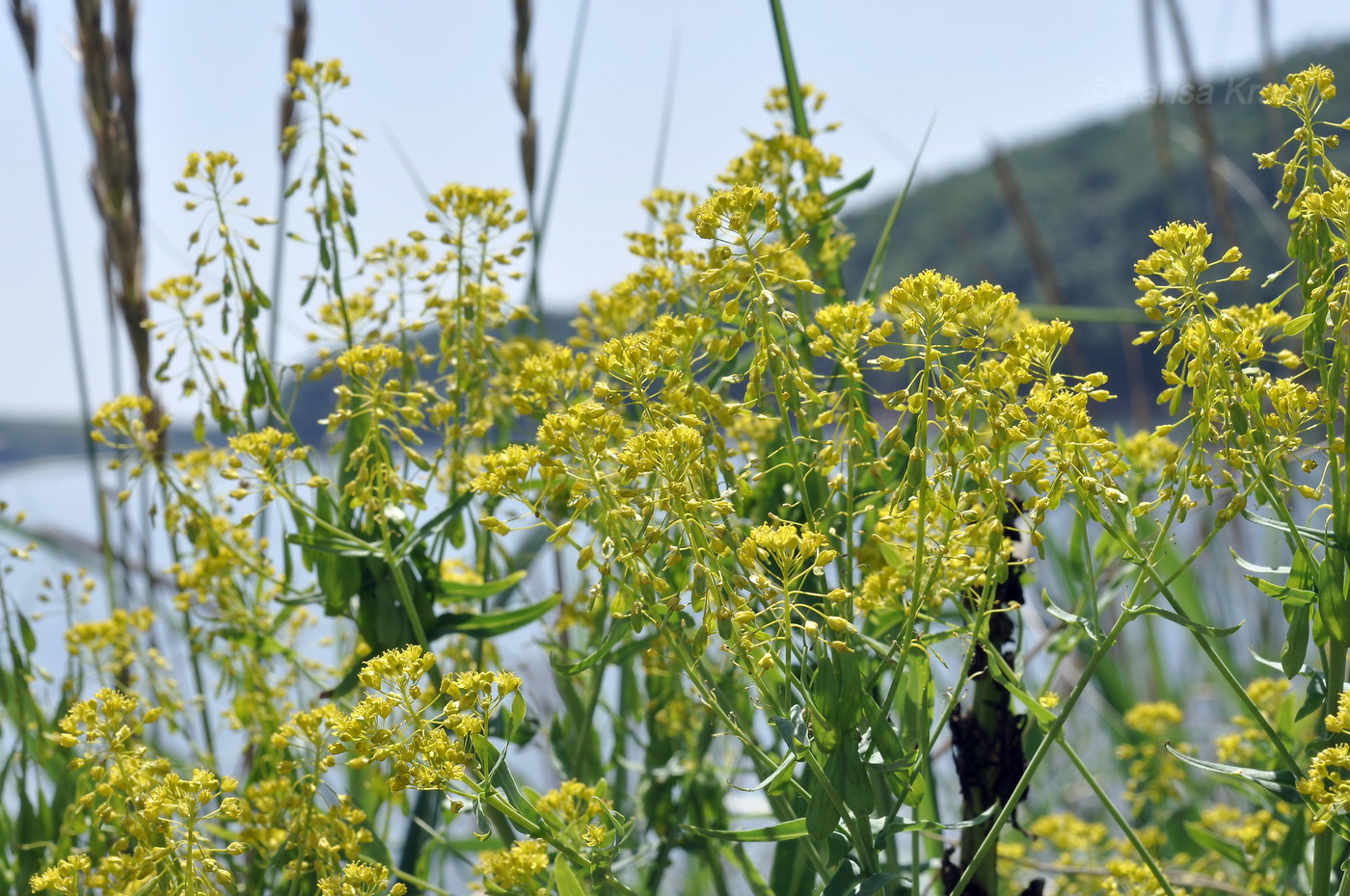 Изображение особи Isatis tinctoria var. yezoensis.