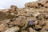 Primula amoena. Цветущее растение. Карачаево-Черкесия, Карачаевский р-н, дол. р. Мырды, ≈3200 м н.у.м., курум. 11.08.2026.