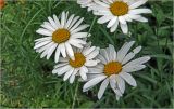 Leucanthemum maximum. Соцветия. Московская обл., Раменский р-н, окр. дер. Хрипань, садовый участок. 14.07.2026.