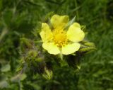 Potentilla recta