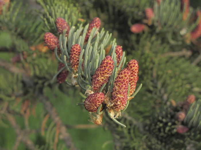 Image of Picea glauca specimen.