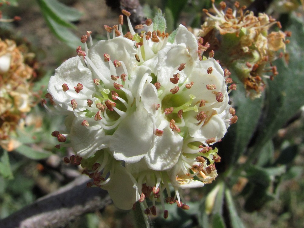 Image of Crataegus pojarkovae specimen.