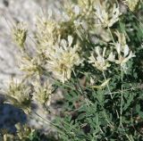 Astragalus albicaulis. Побеги с соцветиями. Воронежская обл., Лискинский р-н, музей-заповедник \"Дивногорье\", меловой склон. 11.06.2011.