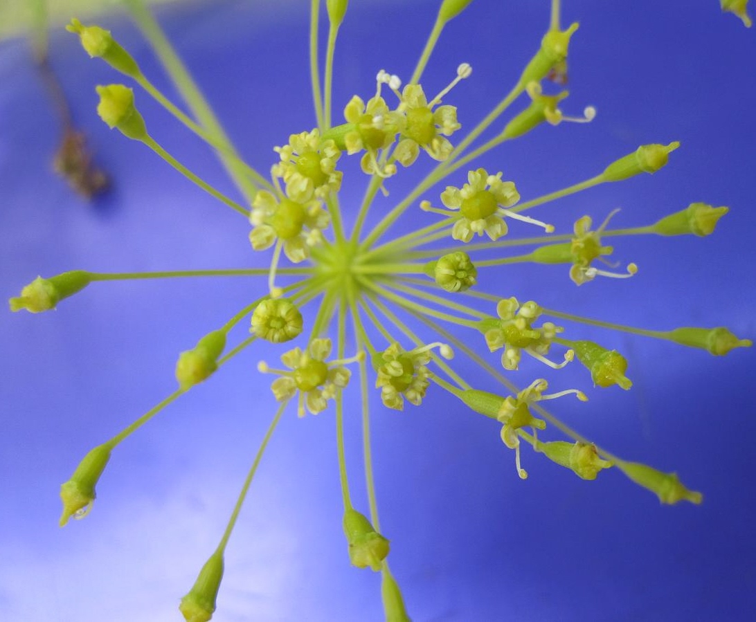 Image of Peucedanum morisonii specimen.