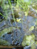 Utricularia minor