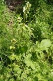 Cirsium oleraceum