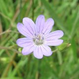 Geranium depilatum. Цветок. Карачаево-Черкесия, Зеленчукский р-н, долина р. Аксаут, окр. аула Красный Карачай. 12.08.2011.