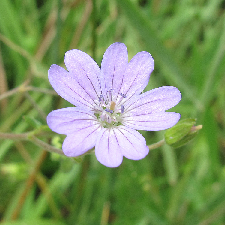 Изображение особи Geranium depilatum.