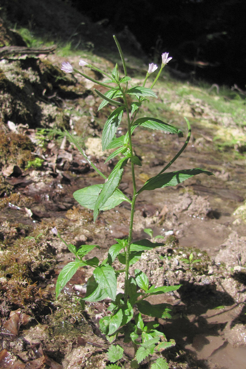 Изображение особи Epilobium consimile.