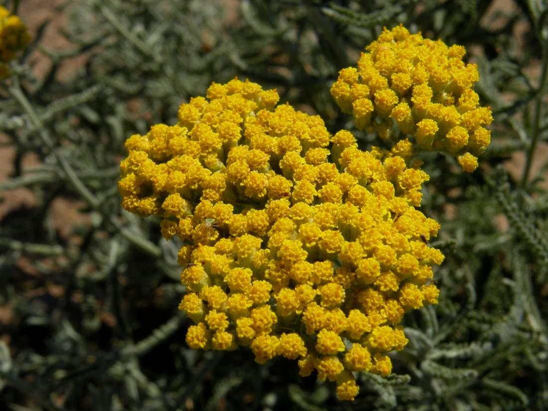 Image of Achillea micrantha specimen.