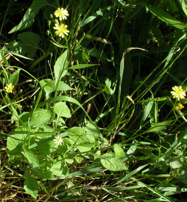 Image of Lapsana communis specimen.