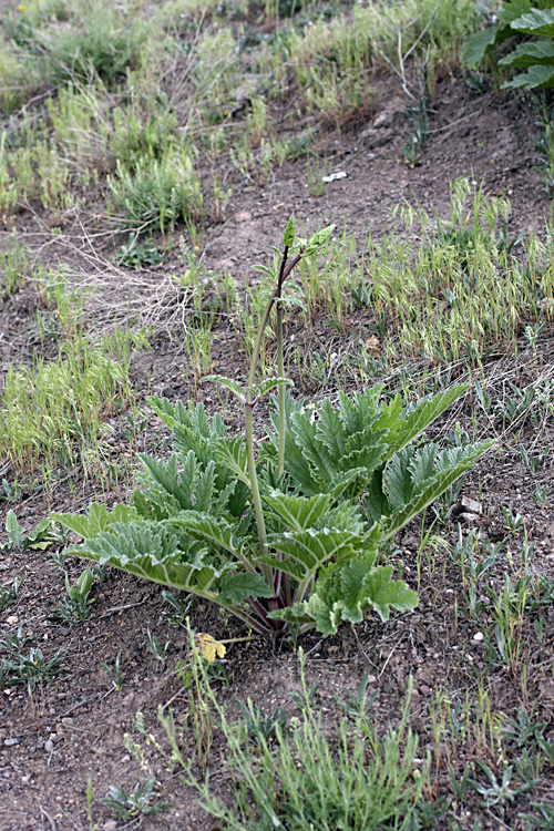 Image of Phlomoides lehmanniana specimen.