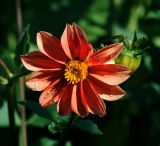 Dahlia pinnata. Соцветие. Московская обл., Раменский р-н, окр. дер. Хрипань, садовый участок. 24.07.2011.