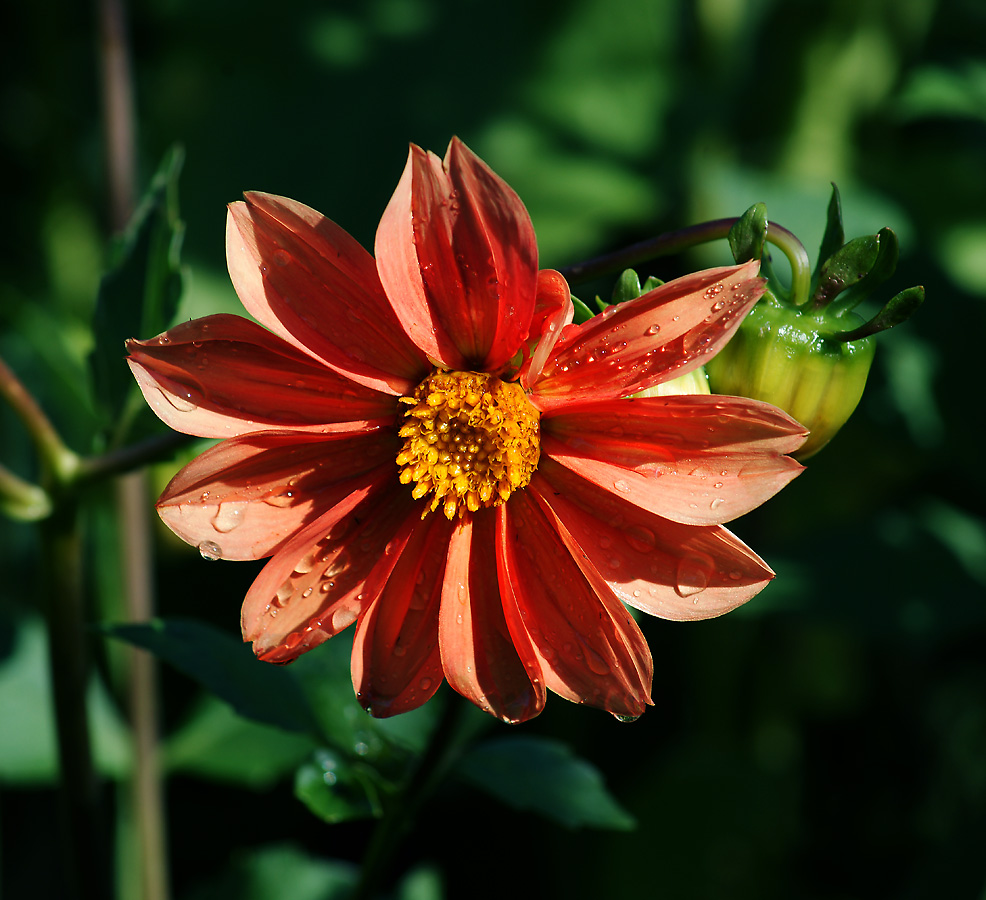 Image of Dahlia pinnata specimen.