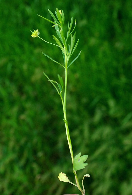 Image of Ranunculus arvensis specimen.