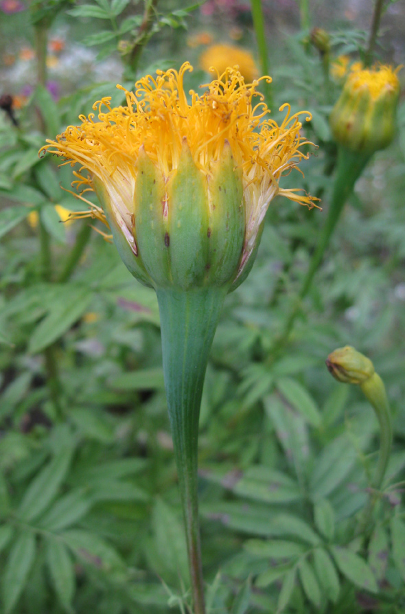 Image of Tagetes erecta specimen.