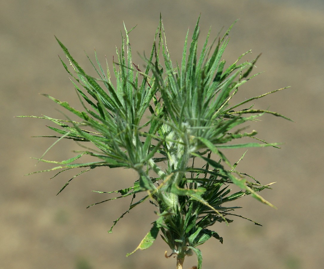 Image of Ceratocarpus utriculosus specimen.