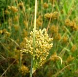 Juncus inflexus