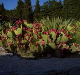 Opuntia discata