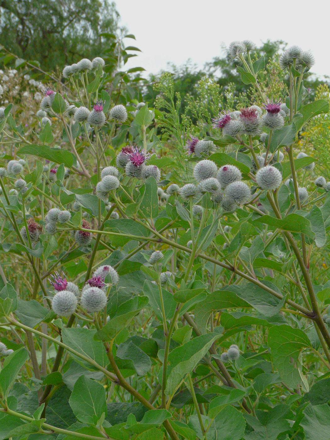 Изображение особи Arctium tomentosum.