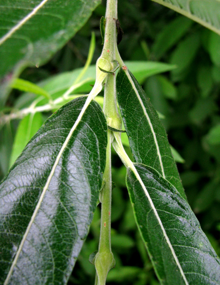Image of genus Salix specimen.