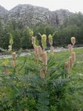 Astragalus alopecurus