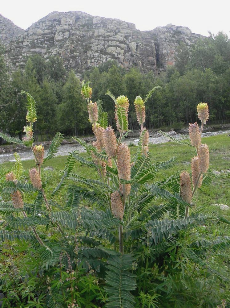 Изображение особи Astragalus alopecurus.